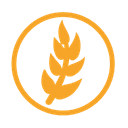 Gluten